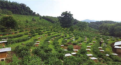 蜂王漿是什么？