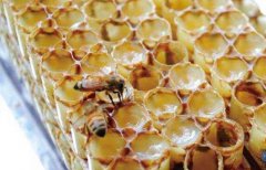 人參蜂王漿口服液有什么用