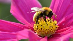 哪些人適合吃蜂王漿？哪些人群不可以吃蜂王漿